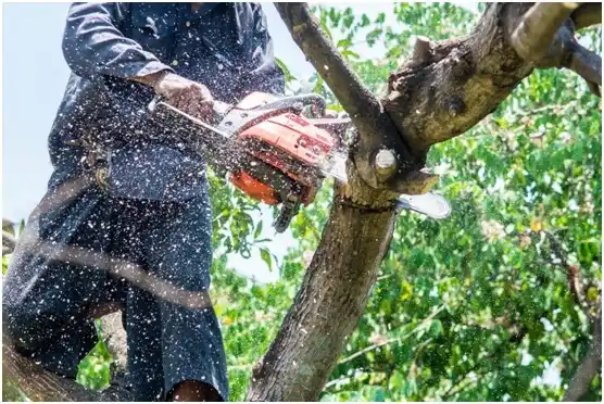 tree services Warner